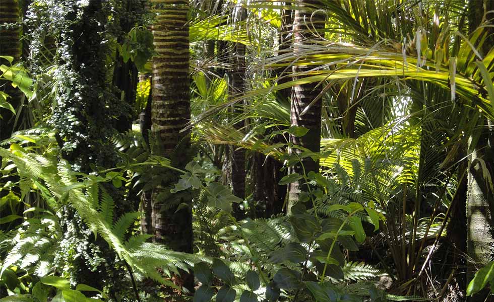 foret d'Amazonie