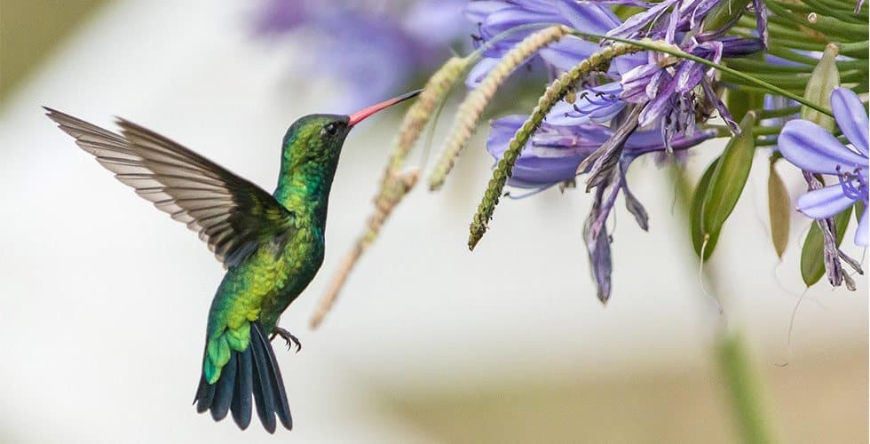 oiseau-colibri-fleurs colibri butine fleurs